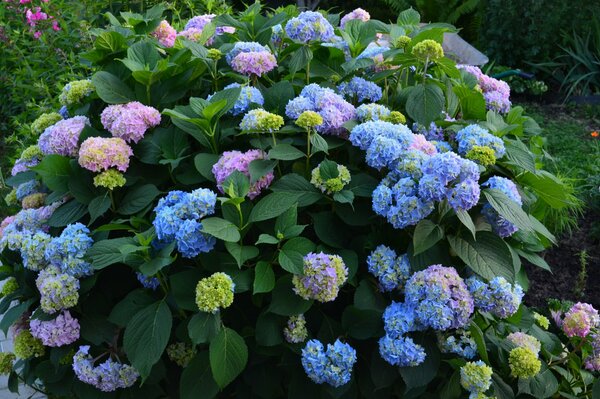 Hydrangea flowers in the summer garden