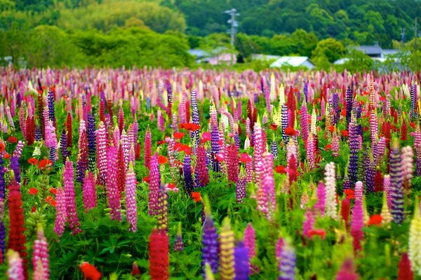 Feld der schönen Blumen im Dorf