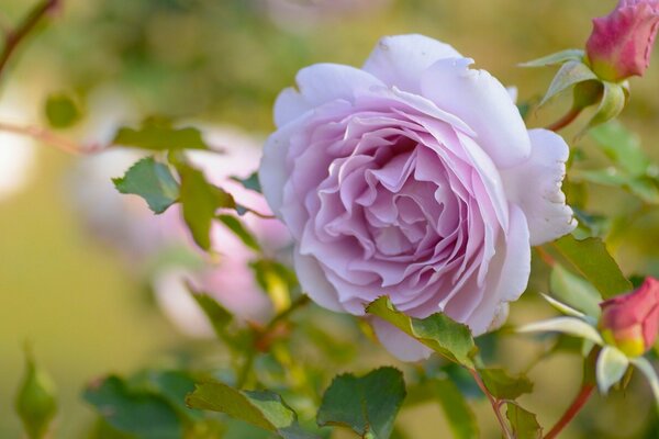 Delicato bocciolo di rosa pallido