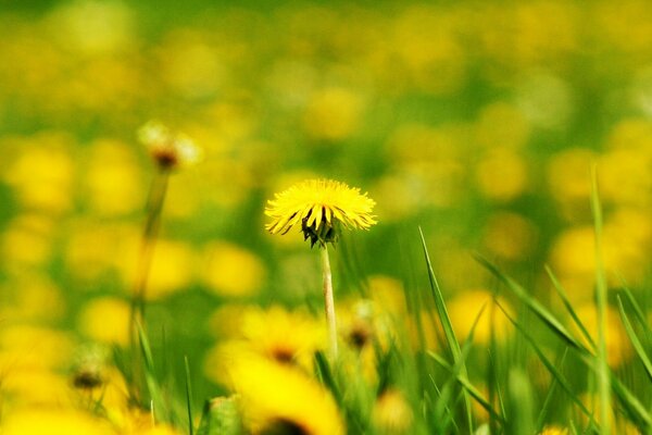 Field of yellow dandelions for wallpaper