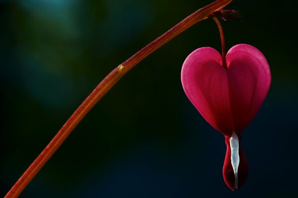 Flor roja en forma de corazón