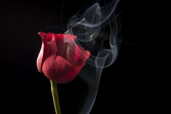 Rose on a black background with smoke