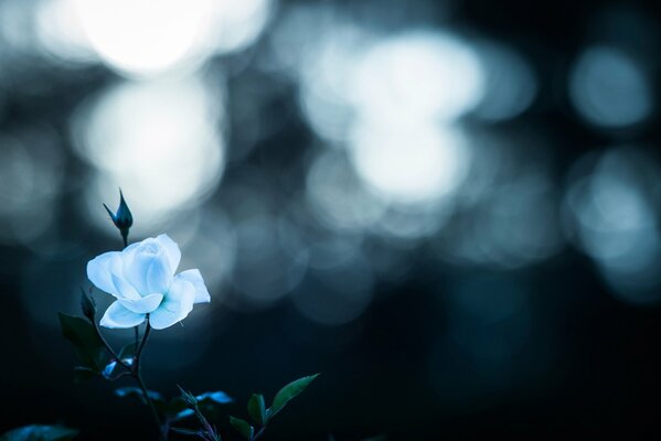 Blue Rose on an icy background