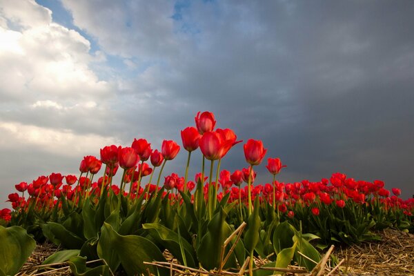 Żywe czerwone tulipany w naturze