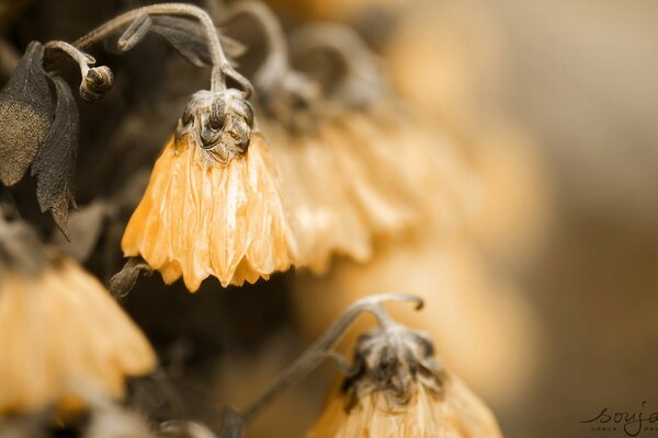 Herbstblumen haben ihre Knospen aufgehängt