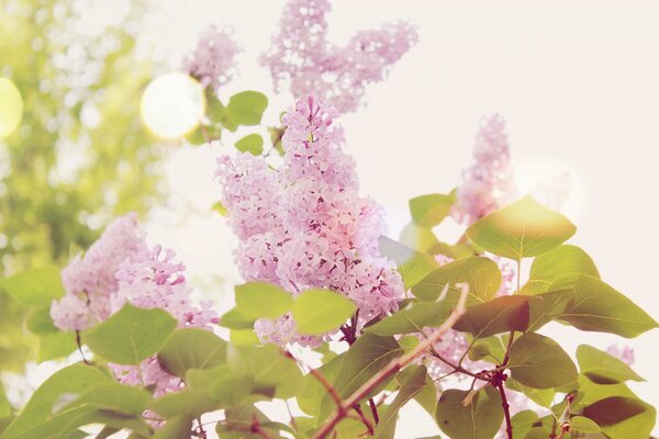 Lilas en fleurs au soleil