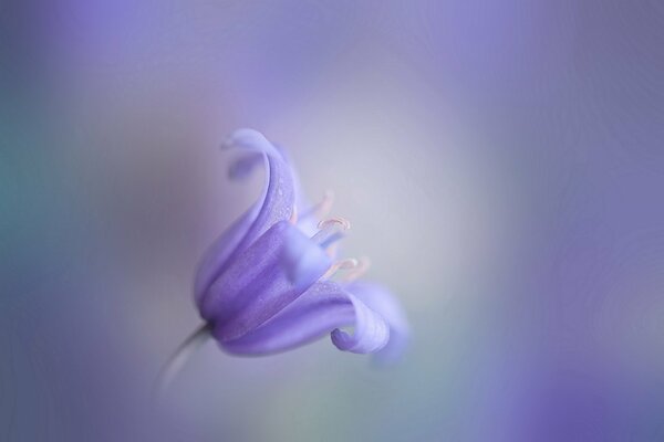 Lilac bell with bokeh effect