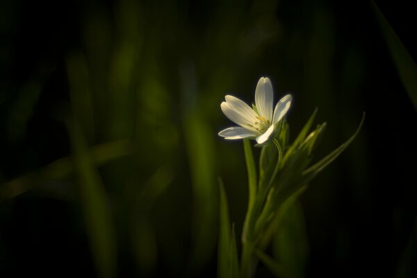 Fleur blanche cramoisi sur fond vert foncé