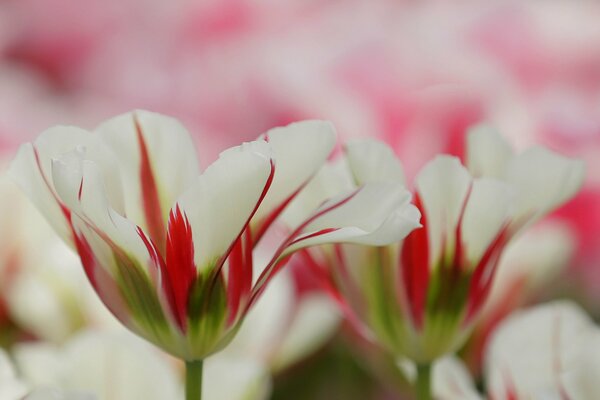 Tulip dream on a red and white background