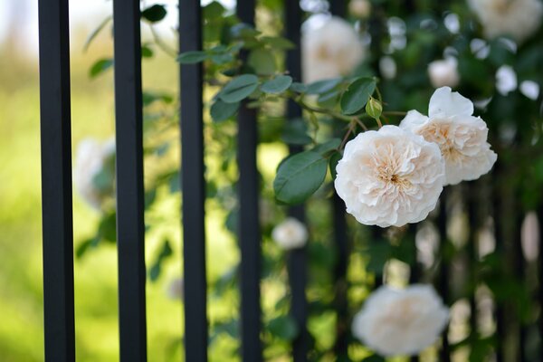 Rosas trepadoras en una cerca de celosía