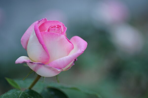 Die Blume der zarten weiß-rosa Rose im Fokus