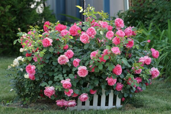 A bush of pink roses on a background of green grass