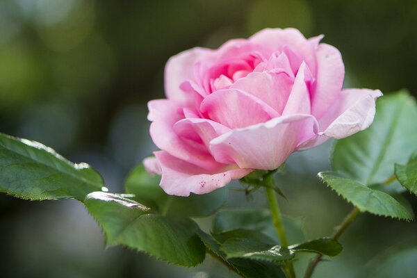 Macro foto rosa sobre fondo borroso