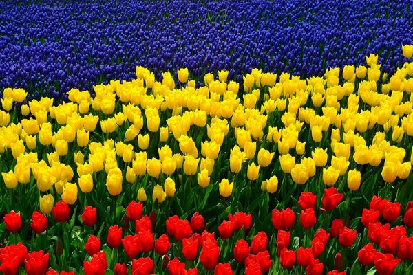 Jardin de Tulipes dans la région de Rostov