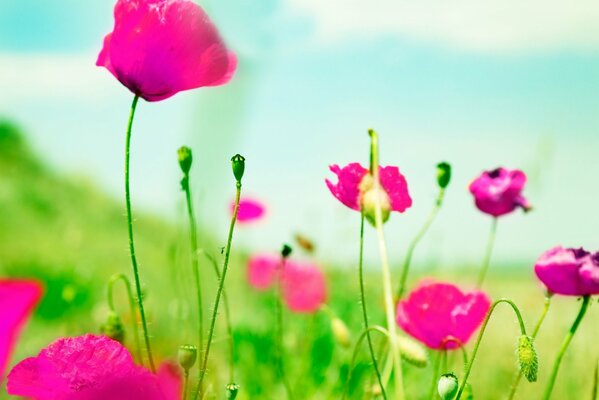 Large-format desktop wallpaper field with flowers