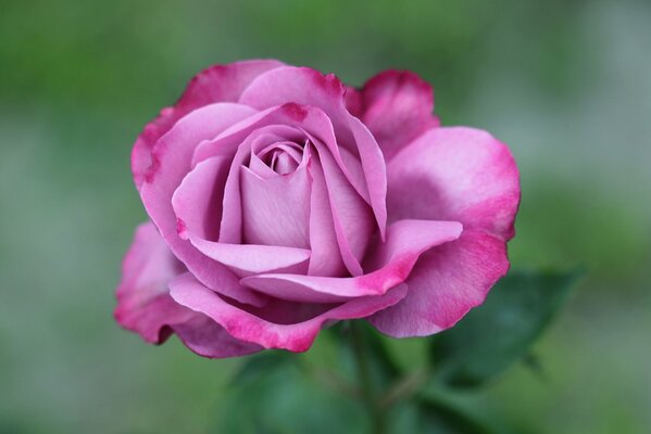 Hochwertige Makroaufnahmen von rosa Rosen