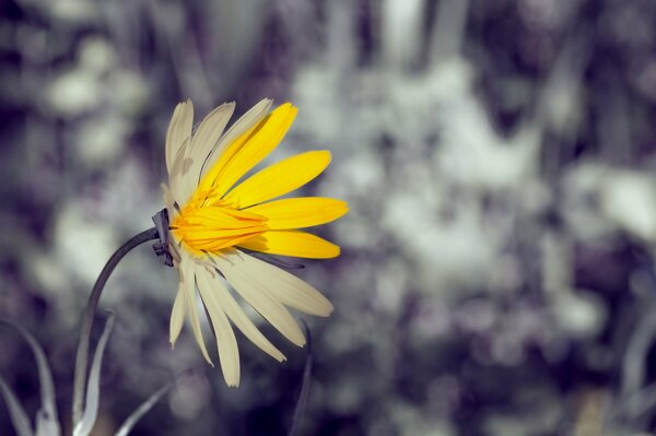 Flor con pétalos amarillos y blancos