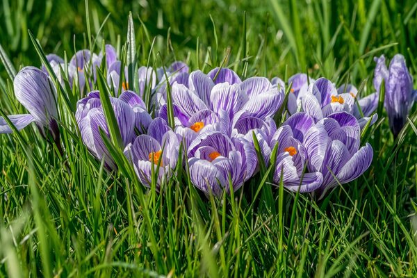 Crocus merveilleux dans la clairière verte