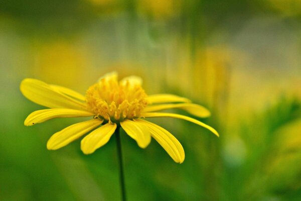 Gelbe einfache Blume auf einem verschwommenen grünen Hintergrund