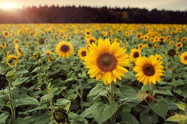 Champ infini de tournesols dorés