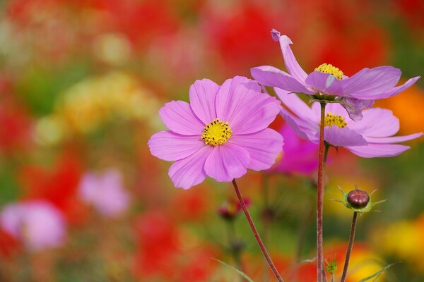 Gros plan de Cosmos avec des fleurs pourpres cosmea