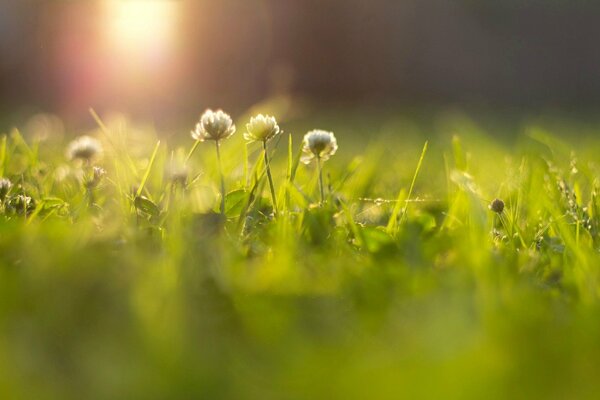 Weiße Blumen im Gras sind von der Sonne hervorgehoben