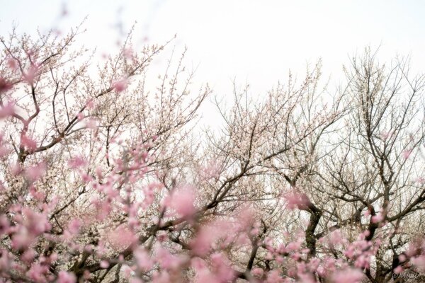 Flor de cerezo rosa en primavera