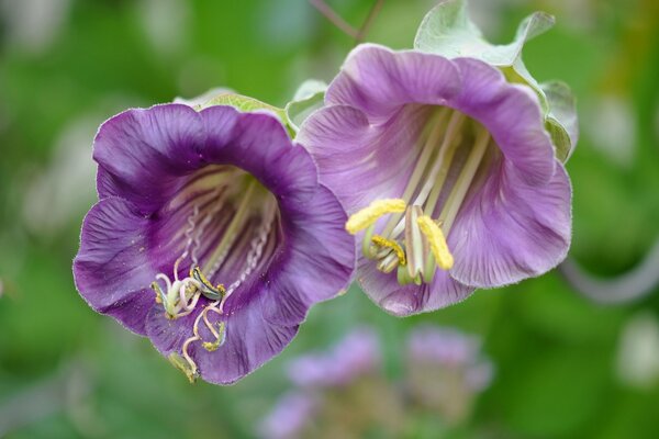 Macro stami di campanule