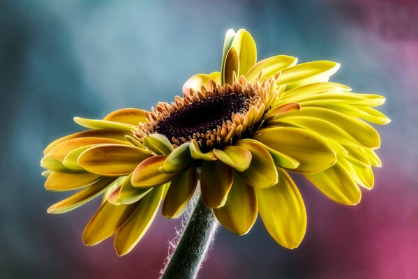 Bella foto di petali di girasole