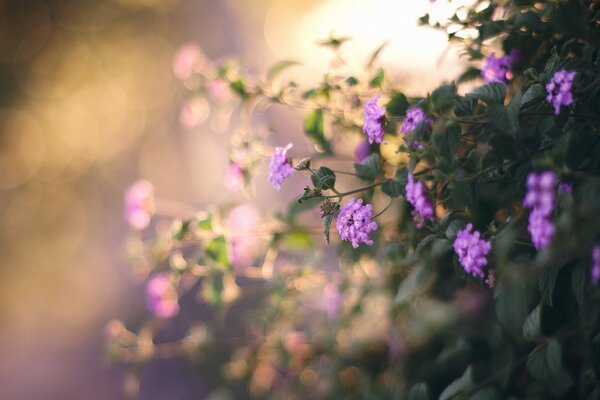 Gefällt der Natur mit schönen Blumen