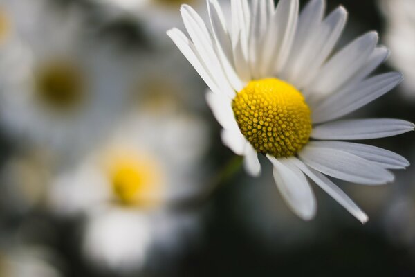 A full-screen image of a daisy on a blurry background