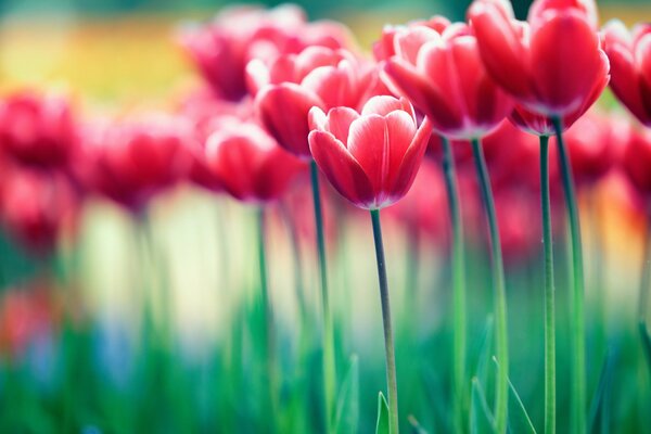 A picture with tulips on the desktop