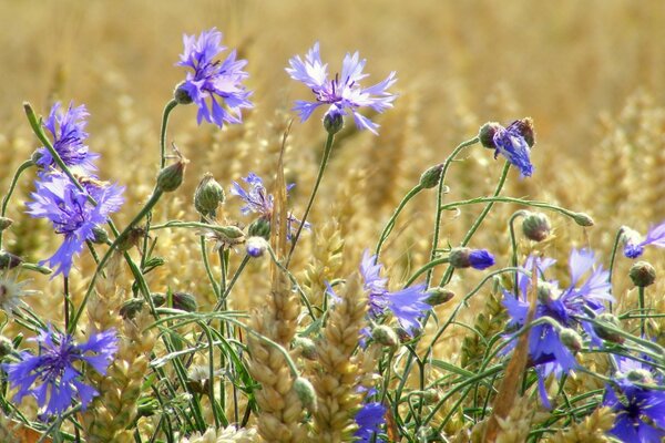 Fliederblüten Kornblume im Feld