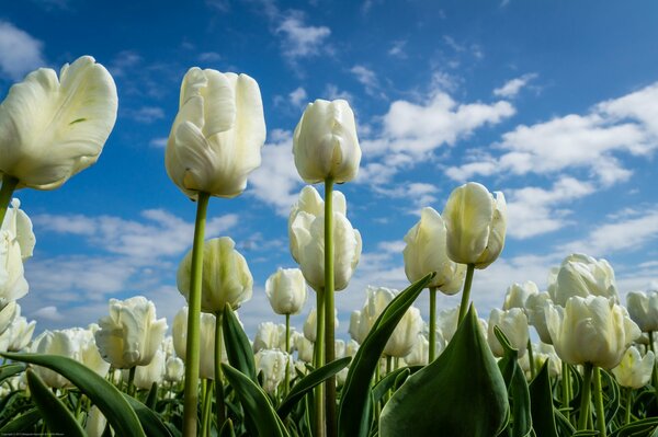 Tulipani bianchi sotto il cielo blu