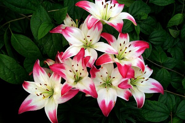 Image of a bouquet of lilies on a background of green leaves