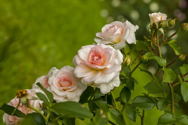 Viele rosa Knospen in einer Reihe