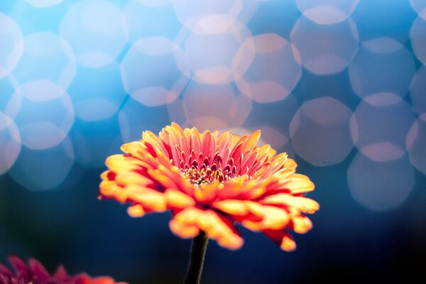 A large orange flower