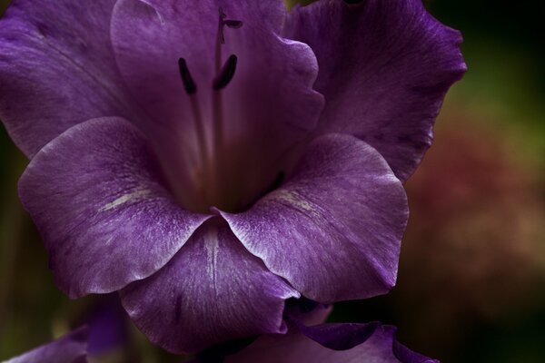 Photo macro d une fleur pourpre sur fond flou