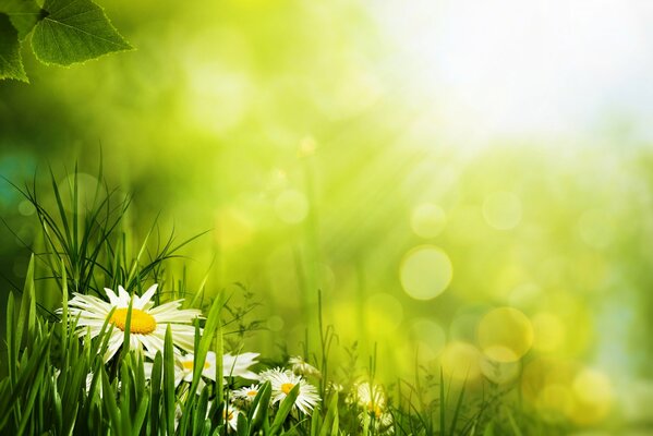 Pétales de camomille dans l herbe verte