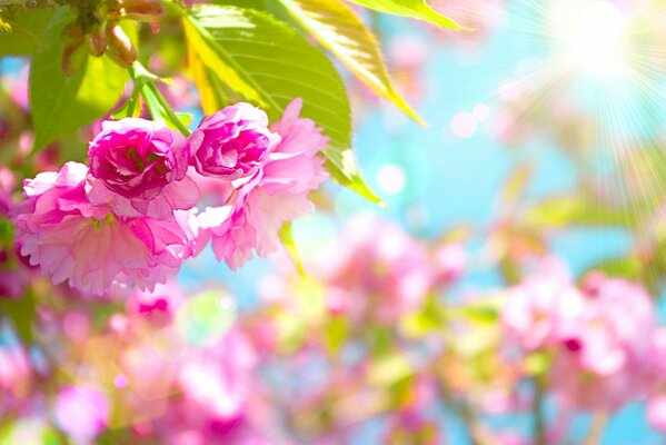 Beautiful pink cherry blossom