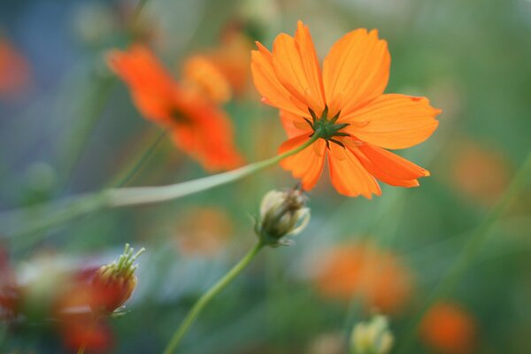 Fleurs d été sur fond de verdure