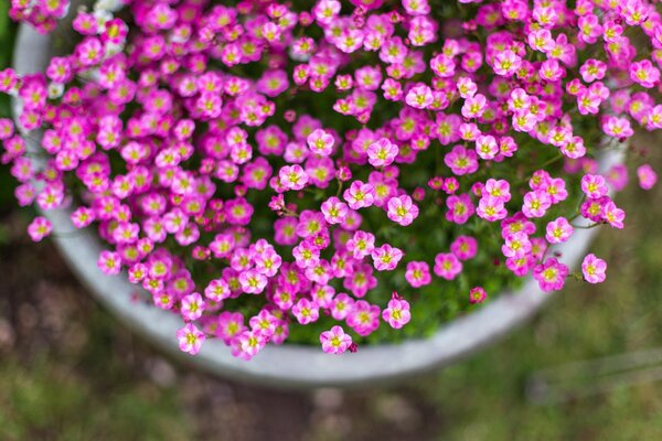 Fleurs roses dans un planteur dans la rue