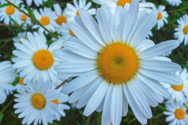 Gänseblümchen wie kleine Sonnen