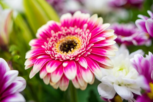 Beautiful bright pink flower