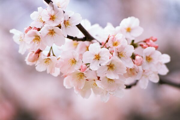 Délicates fleurs de cerisier blanc et rose sur une branche