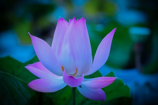 Pétales de Lotus lilas près