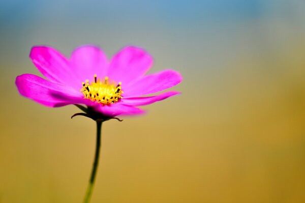 A bright pink flower on a yellow background