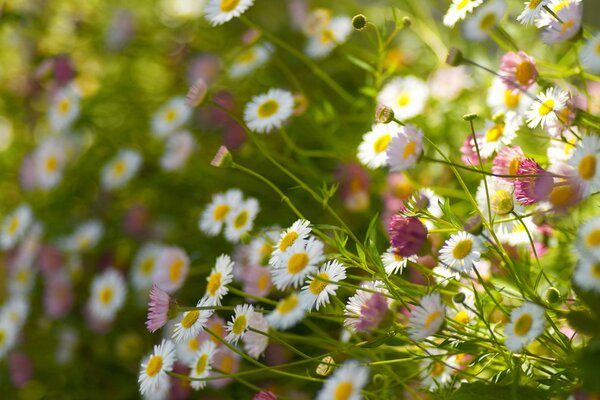 Fleurs sauvages d été