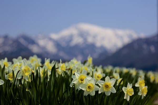 Jonquilles qui poussent dans la nature dans les montagnes