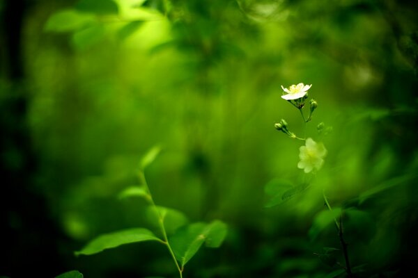 Kleine weiße Feldblume auf verschwommenem Hintergrund